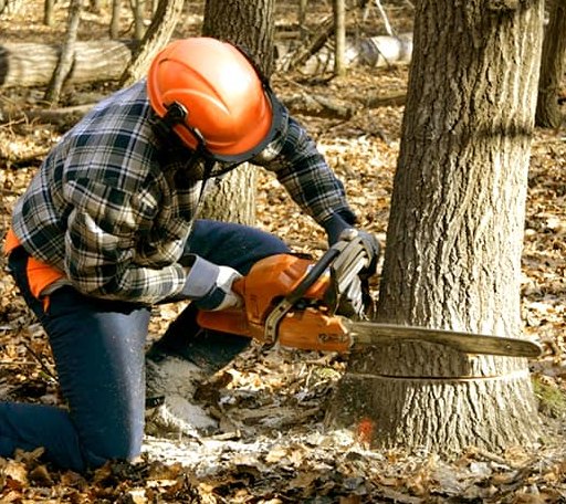 Tree Removal in Oregon, WI